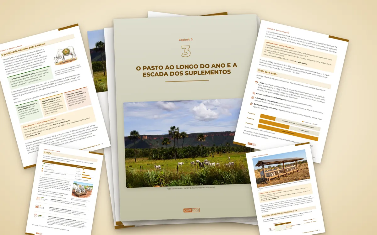 Páginas do capítulo O pasto ao longo do ano