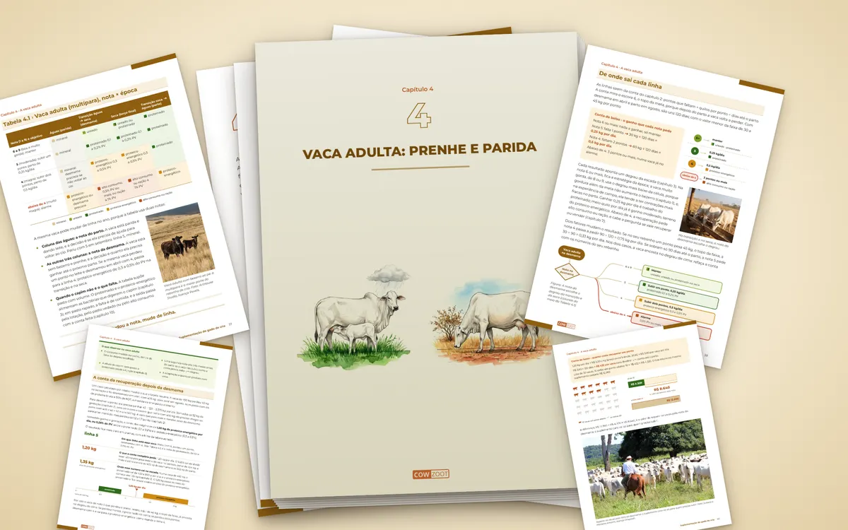 Páginas do capítulo Vaca adulta