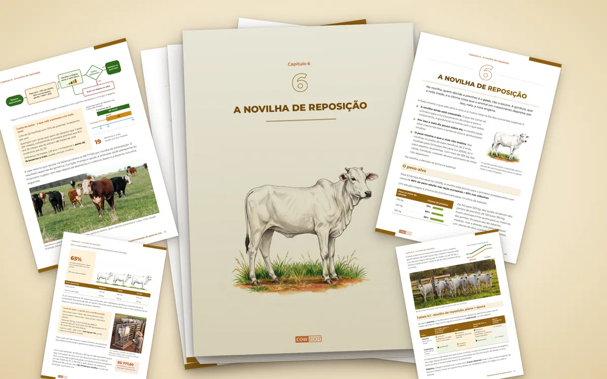 Páginas do capítulo A novilha de reposição