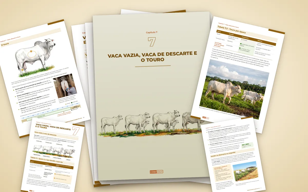 Páginas do capítulo Vaca vazia, vaca de descarte