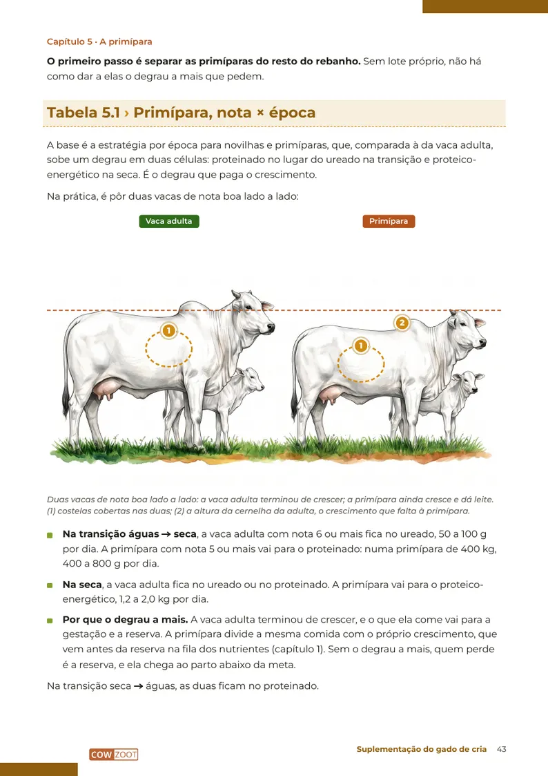 Página 43: Tabela 5.1: a primípara