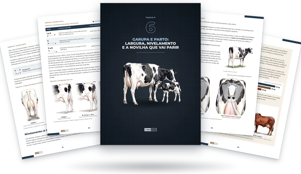 Capítulo 6 do livro: a capa do capítulo no meio e páginas do capítulo em volta
