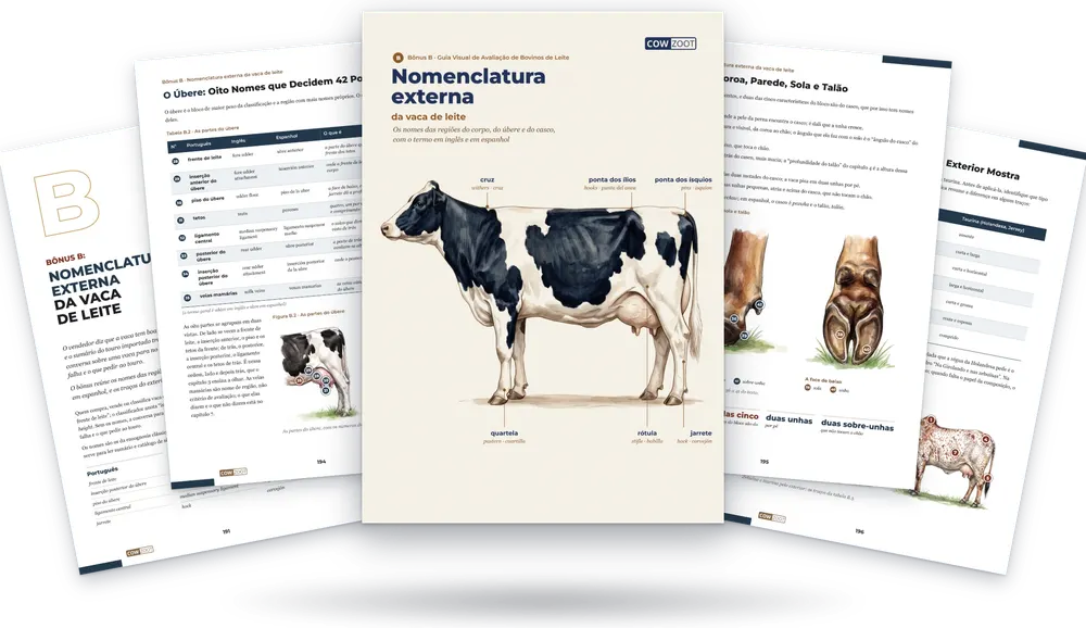 Bônus B: a capa no meio e páginas do bônus em volta