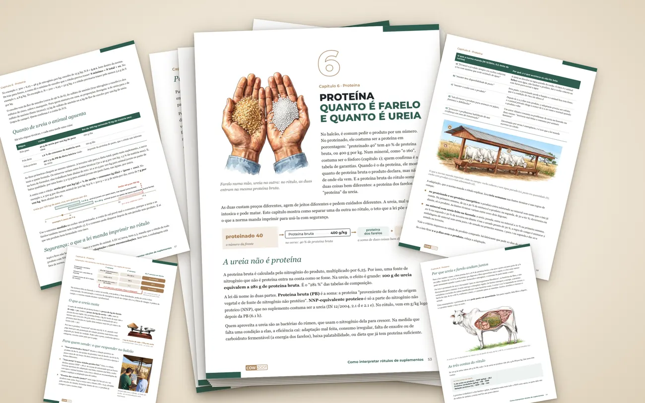 Páginas do capítulo Proteína